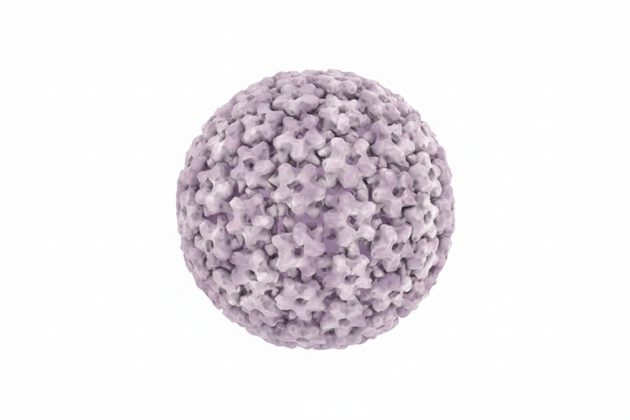 3D Illustration HPV Virus.